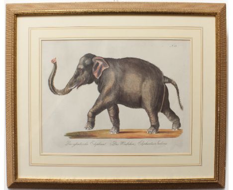 After Karl Joseph Brodtmann (1787-1862) 'Der Asiatische Elephant. (Das Weibchen). Elephantus Indicus' coloured print after th