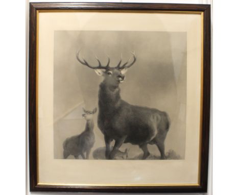 After Edwin Henry Landseer (British, b.1802-d.1873) 'The King of the Forest' lithograph, oak frame with gilt slip 31 x 29¼ in