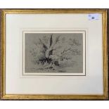British School, circa 19th century, study of a tree, graphite on paper heightened in white,13x19.