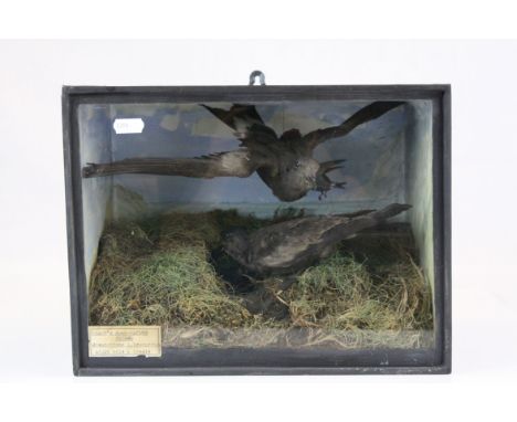 Taxidermy Male and Female Leach's Fork-Tailed Petrel Birds mounted within a glazed case in a naturalistic setting, 33cms wide