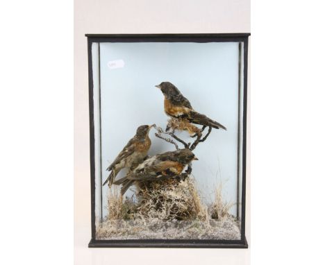 Taxidermy Three Brambling Birds mounted within a glazed case in a naturalistic setting, 25cms wide x 34cms high