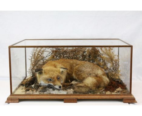 Cased taxidermy fox, measuring approx. 67cm in width 