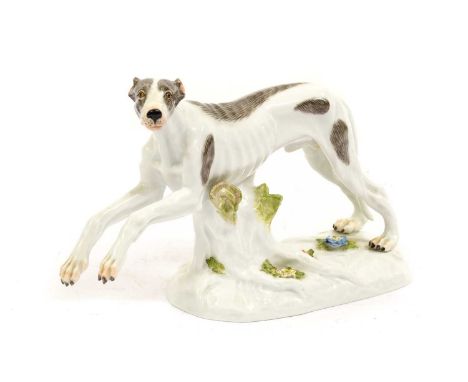 A Meissen Porcelain Model of a Greyhound, late 19th/20th century, after the model by Johann Joachim Kaendler, naturalisticall