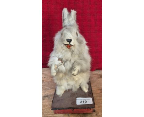 A late Victorian squeaking rabbit toy with mechanical arms, head and ear when tail is pushed, carved wood face with glass eye