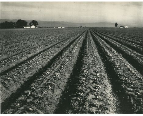 Artist: Edward Weston (American, 1886 - 1958). Title: "Lettuce Ranch, Salinas, California". Medium: Original vintage photogra