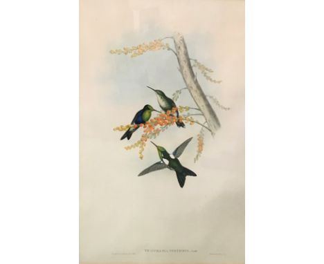 After John Gould &amp; Henry Constantine Richter (19th-20th Century) British. "Thalurania Berticeps", Print, 20.5" x 13.5", a