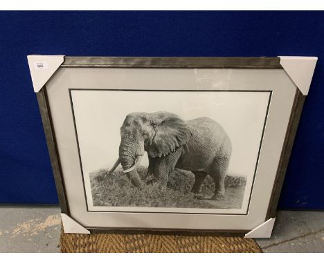 A JON BYE FRAMED PRINT 'ELEPHANT' LIMITED EDITION 16/375 WHOLESALE PRICE £150 