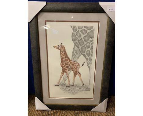 A WARWICK HIGGS FRAMED PRINT 'GIRAFFE AND CALF' LIMITED EDITION 24/850 WHOLESALE PRICE £95 