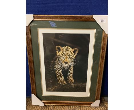 A STEVEN TOWNSEND FRAMED PRINT 'LEOPARD CUB' LIMITED EDITION 135/675 WHOLESALE PRICE £150 