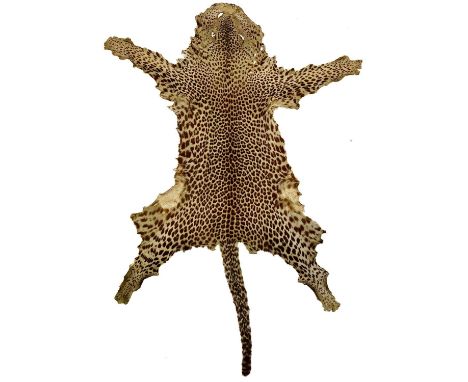 A taxidermy leopard skin rug. Late 19th century, 191 x 124cm.Provenance: this was shot in South Africa in the late 19th centu