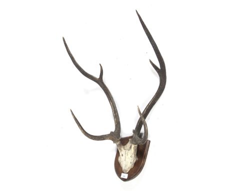 A wall mounted deer antler trophy. Label 'Mounted by the Army & Navy'