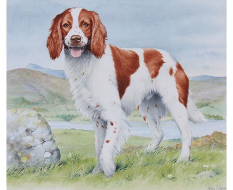 Peter Barrett (British, B. 1935) "Welsh Springer Spaniel" Signed lower right. Original Watercolor painting on Illustration Bo