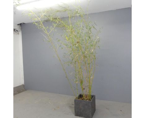 A bamboo plant, in square composite planter. Overall height 250cm, pot W32cm, H32cm. 