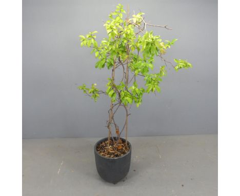 A bay tree in circular ceramic planter. Overall height 175cm, pot dimensions D39cm, H38cm. 