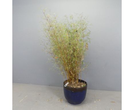 A bamboo plant in a glazed circular ceramic planter. Overall height 145cm, pot D38cm, H31cm. 