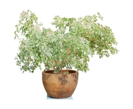 A large circular stone planter, containing a Ficus Benjamina tree. Planter dimensions 88x58cm.Approximate overall dimensions:
