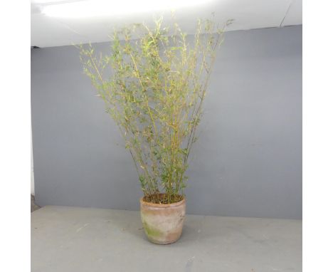 A bamboo plant in weathered circular terracotta planter. Overall height 220cm, pot D43cm, H40cm. 