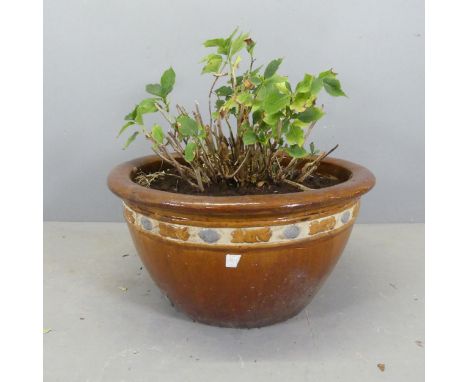 A glazed ceramic circular planter, containing a Hydrangea plant. D75cm, H39cm (not including plant). 