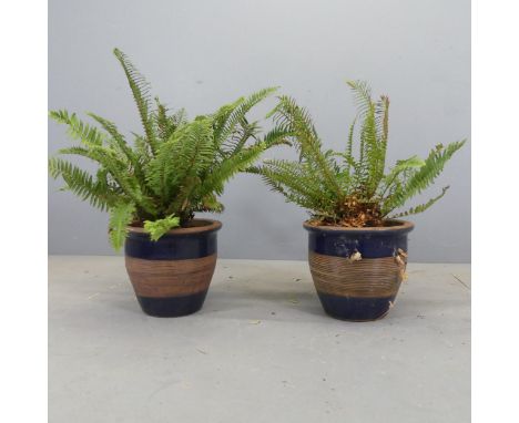 A pair of blue-glazed ceramic plant pots containing ferns. Pot dimensions D30cm, H26cm. 