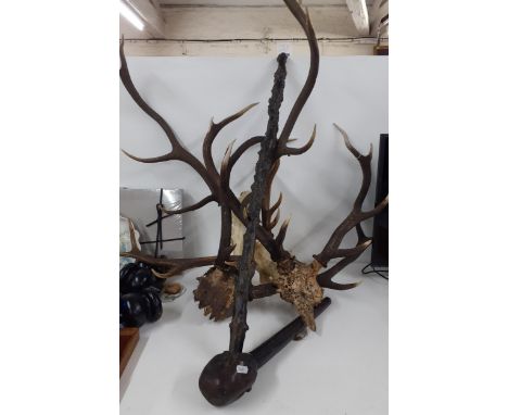 Four deer antlers, a treen stick, and an Irish Shillelagh. Location: A4B