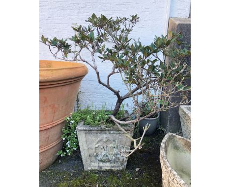 A composite stone planter with rhododendron, the tapered square planter with Prince of Wales feathers decoration, the planter