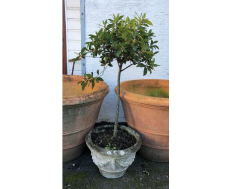 A composite stone planter with bay tree, the planter decorated with swags, 19in. diameter, 13½in. high. 