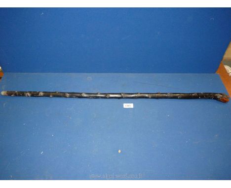 A Blackthorn knop stick, 37'' long