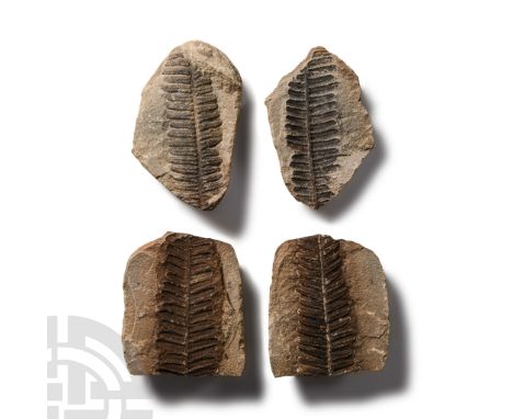 Middle Pennsylvanian Period, circa 300 million years B.P.. Comprising two Pecopteris sp. fossil seed fern pairs.  175 grams t