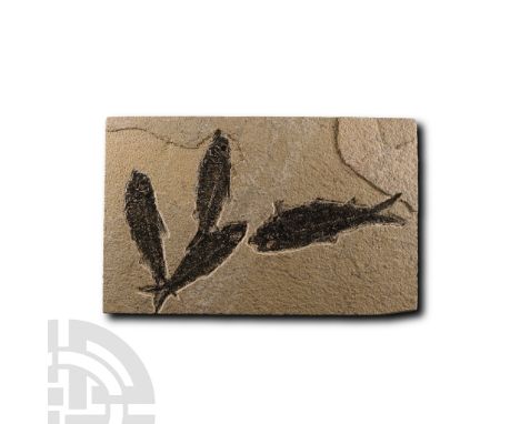 Eocene Period, 56-33 million years B.P.. The rectangular matrix containing four Knightia alta sp. fish.  955 grams, 24.2 cm (