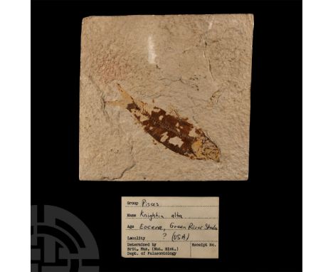Eocene Period, 58-36 million years B.P.. A rectangular matrix with a single Knightia alta sp. fossil fish.  333 grams, 11.6 c