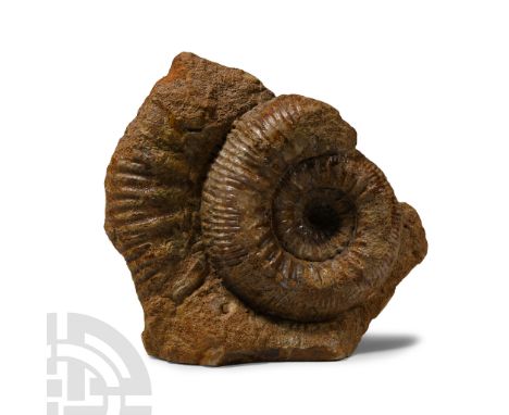 Middle Jurassic Period, circa 158 million years B.P.. A Stephanoceras sp. ammonite with its base cut flat for freestanding di