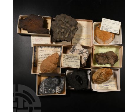 Permian-Pliocene Period, circa 298-2.4 million years B.P.. Comprising fossilised wood, leaf fossils, a gastropod mollusc, sea