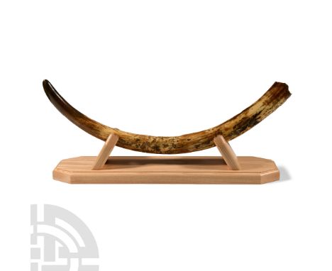 Pleistocene Period, 2.6 million-11,700 years B.P.. A right-side 'fossil' tusk of the extinct Mammuthus Primigenius; ivory yel