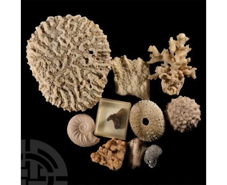 Comprising: two sea urchins, corals, a shark tooth, a replica trilobite and ammonite, and others.  388 grams total, 2.7-10.6 