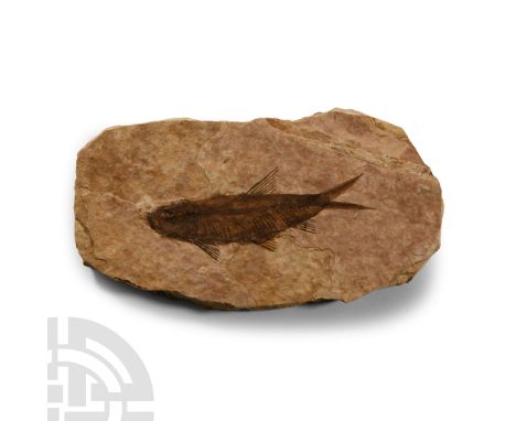 Eocene Period, circa 56-33 million years B.P.. A roughly oval matrix with a Knightia alta fossil fish.  70 grams, 10.5 cm (4 