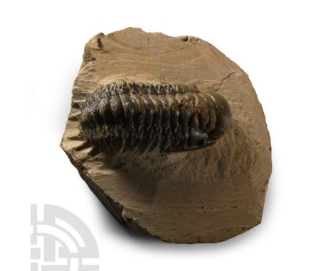Upper Devonian Period, 385-359 million years B.P.. Cheirurus (Crotalocephalina) trilobite Crotalocephalus gibbus fossil on a 