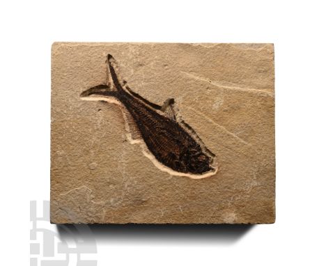 Eocene Period, 58-36 million years B.P.. Diplomystus sp. fossil fish on a matrix slab showing good anatomical detail.  1.46 k