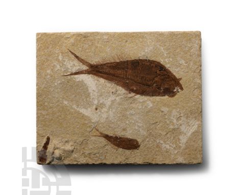 Eocene Period, circa 56-33 million years B.P.. Knightia alta specimen on a rectangular matrix.  397 grams, 13.3 cm (5 1/4 in.