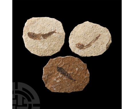 Eocene Period, circa 56-33 million years B.P.. Comprising three rounded sandstone matrices, each with a Knightia alta specime