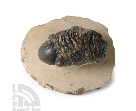 Upper Devonian Period, circa 385-359 million years B.P.. A Reedops sp. trilobite on matrix, clearly showing the external stru