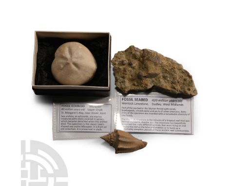 Silurian-Eocene Period, circa 420-50 million years B.P.. Comprising: Athleta luctator shell from Barton Beds, Hampshire, UK, 