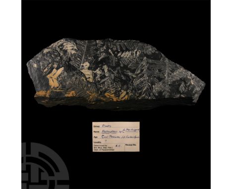 Carboniferous Period, 358-298 million years B.P.. An amorphous matrix containing several Alethopteris sp. specimens.  656 gra
