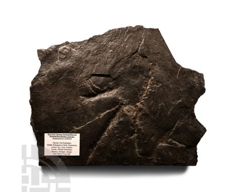 Lower Jurassic Period, circa 200 million years B.P.. Komlosaurus carbonis footprint on an irregular matrix with information t
