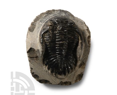 Upper Devonian Period, 419-358 million years B.P.. A Metacanthina barrandei trilobite showing shell structure, eyes and side 