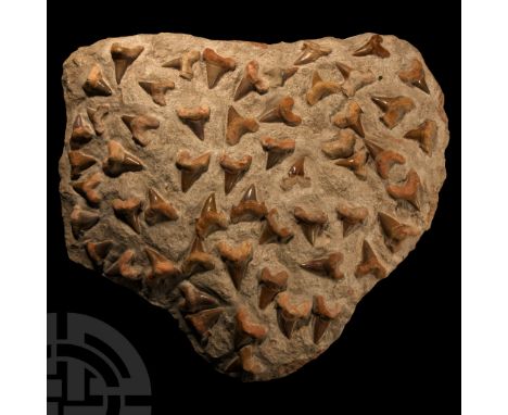 Eocene Period, circa 56-33 million years BP. A huge montage of over fifty large fossil Otodus obliquus shark teeth, set recen