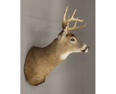 A taxidermy specimen of a preserved stag's head. 64 cm long.