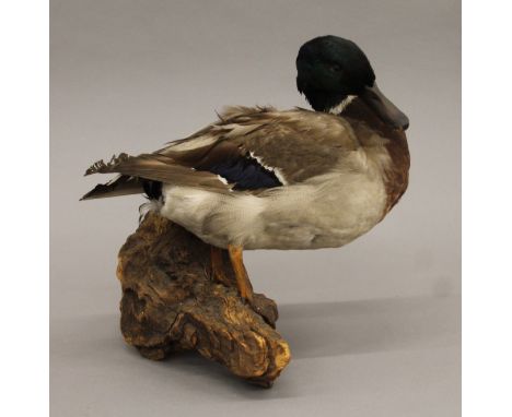 A mounted taxidermy specimen of a preserved male mallard duck. 30 cm high.