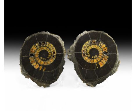Lower Cretaceous Period, 100 million years BP. A large, cut and polished Speetoniceras versicolor ammonite fossil displaying 
