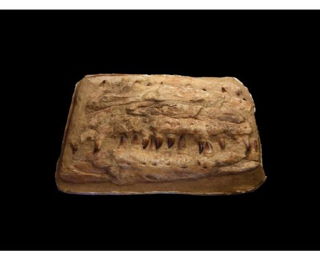 Lower Cretaceous Period, 146-100 million years BP. A large fossil skull of a Mosasaur sp. dinosaur; presenting as viewed from
