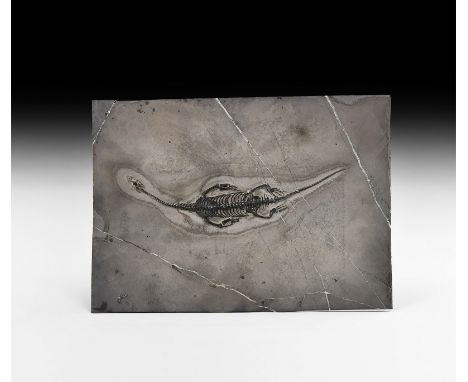 Triassic Period, 250-200 million years BP. A complete fossil of Keichousaurus hui on a rectangular matrix.  1.3 kg, 31cm (12"